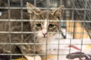 feral cat