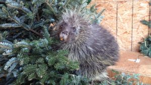 animal with Christmas tree