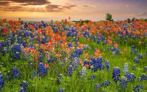 Texas buebonnets and Indian Paintbrush