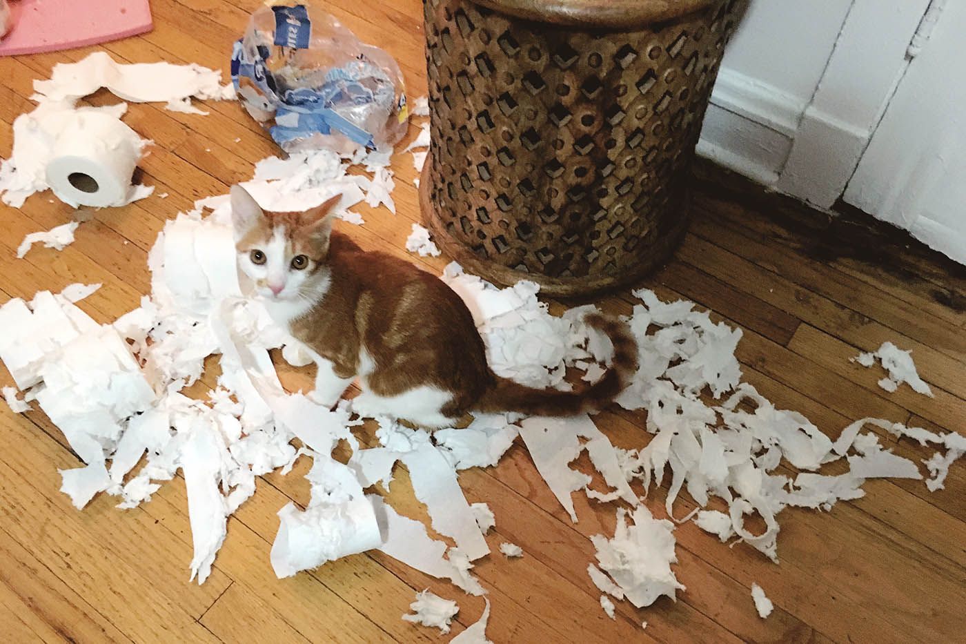 cat shredding toilet paper