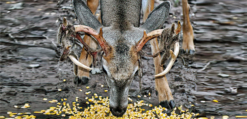 Deer eating corn