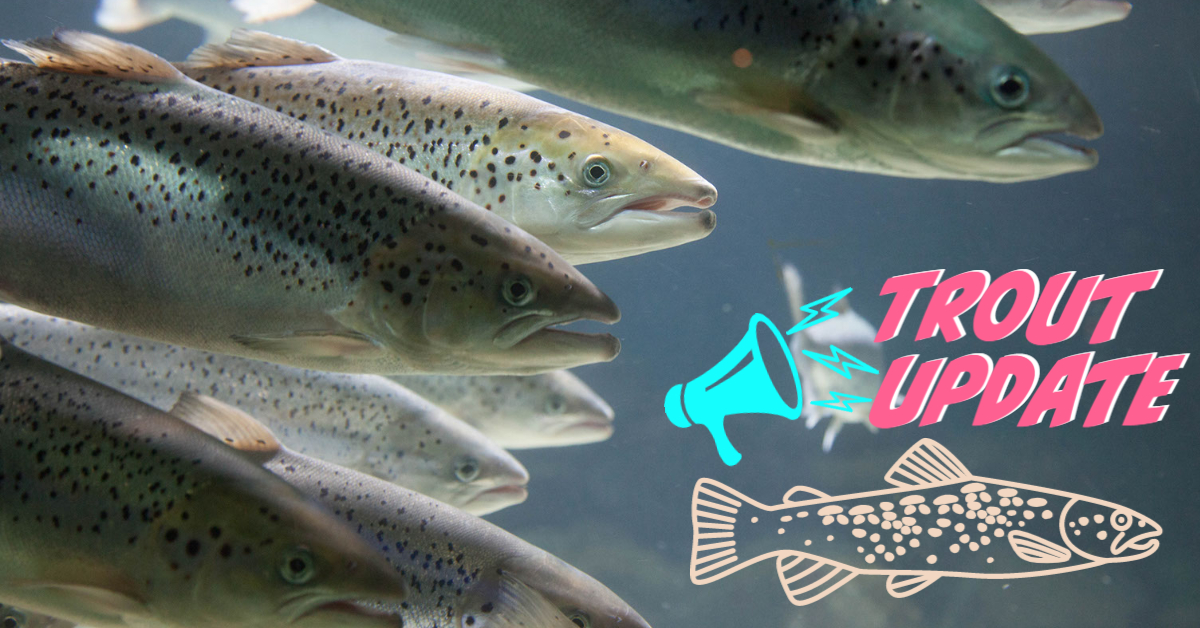 trout update