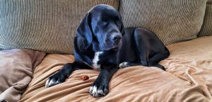 Lab on couch