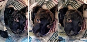 puppy