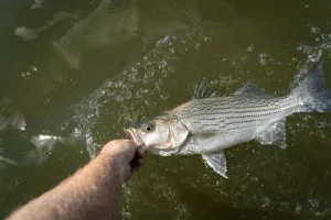 striped bass