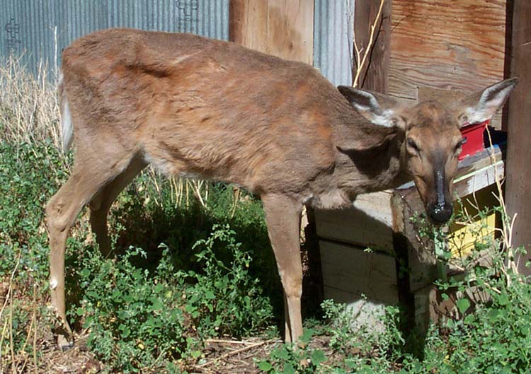 Chronic wasting disease was first discovered in free-ranging mule deer in 2012.Since then, it's been detected in captive and free-ranging cervids including white-tailed deer. Image courtesy of the Texas Farm Bureau.
