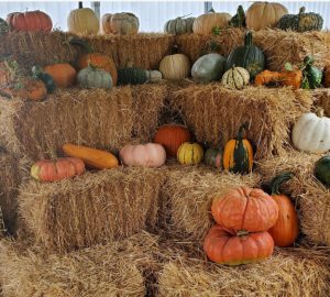 pumpkin patch