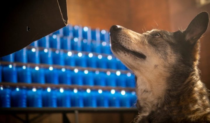 dog