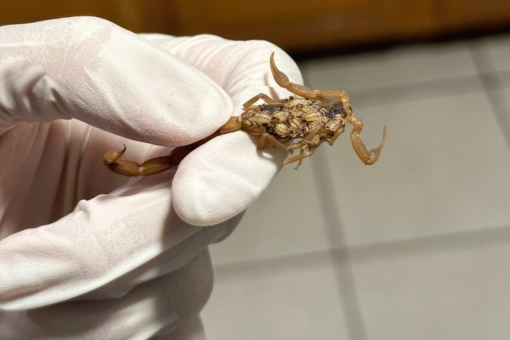 dead scorpion with babies