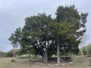 cedar trees