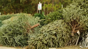 christmas trees