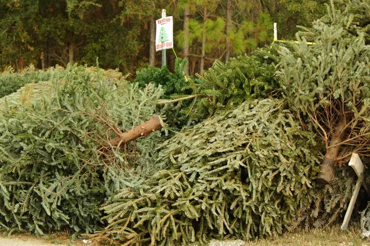 christmas trees