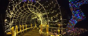 trail of lights