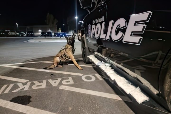 Drug Dog