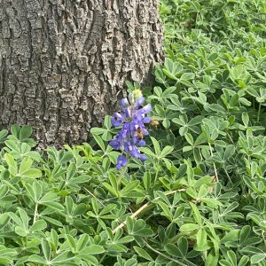 bluebonnet