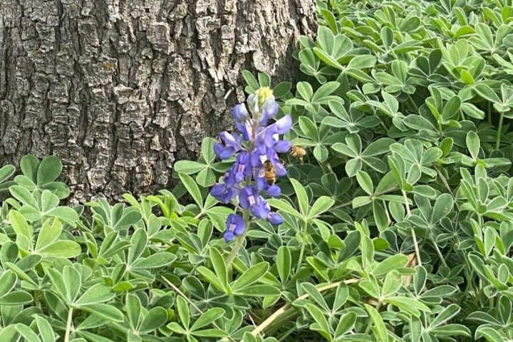 bluebonnet