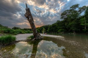 dead tree at grsp