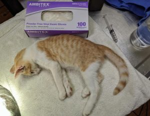 sedaated kitten