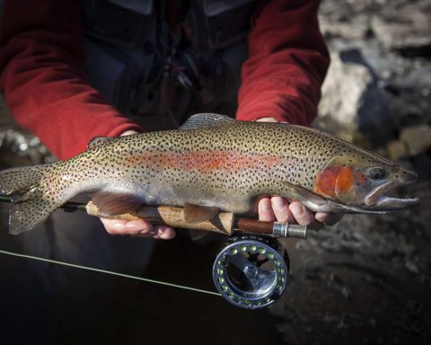 rainbow trout