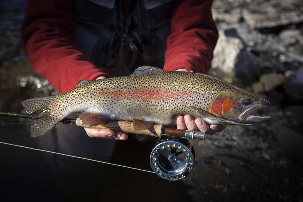 rainbow trout