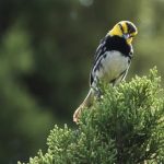 golden-cheeked warbler