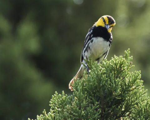 golden-cheeked warbler