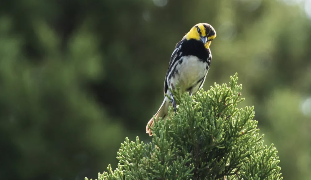 golden-cheeked warbler