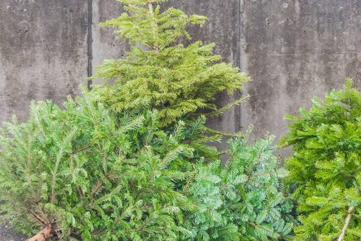 christmas tree