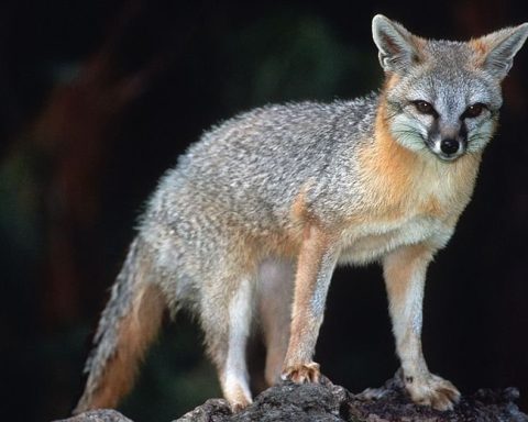 grey fox