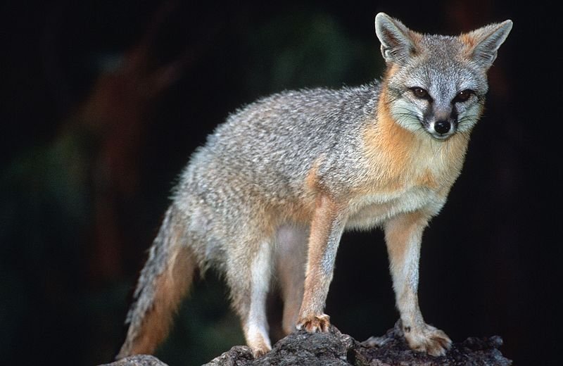 grey fox