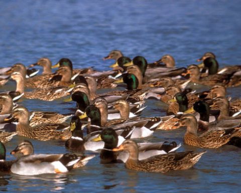 mallards