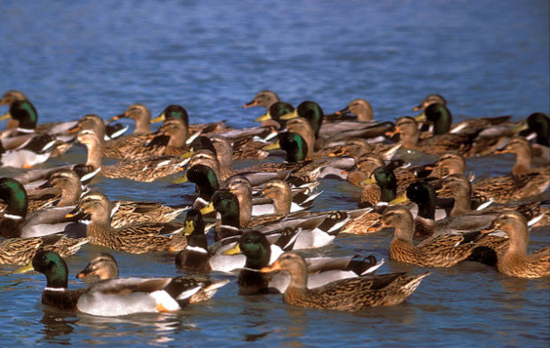 mallards