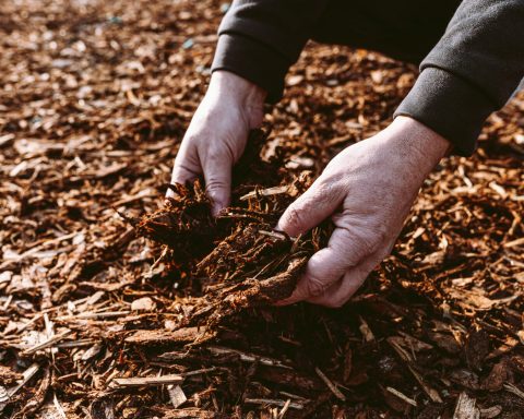 mulch