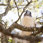 hawk