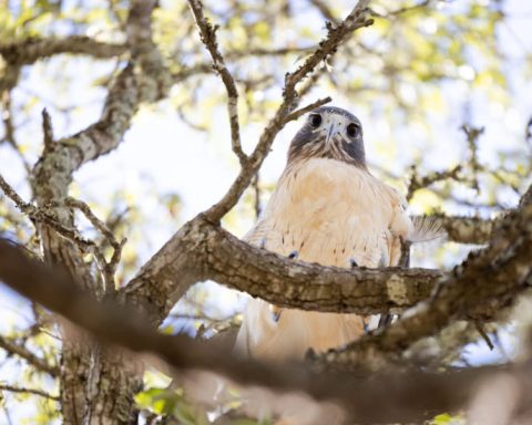 hawk