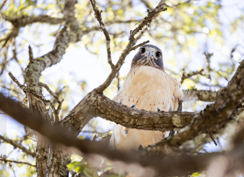 hawk